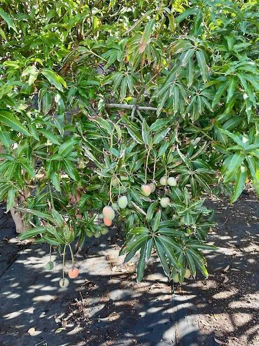 Casa Mabu By Your Madeira Rentals Paul do Mar  0*, Paul do Mar (Madeira)